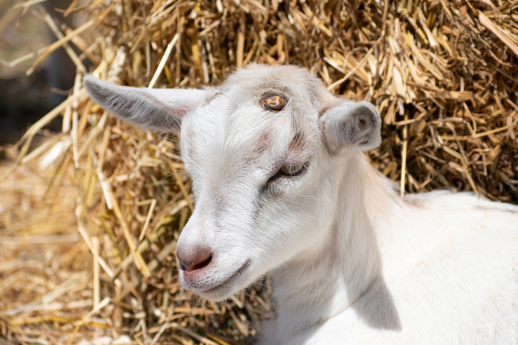 Disbudding Disasters: When Disbudding Goes Wrong